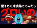 【閲覧注意】ご飯のお供“蛍イカの沖漬”を茹でてみたらグロいの出てきたー