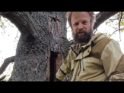 Бортничество - это