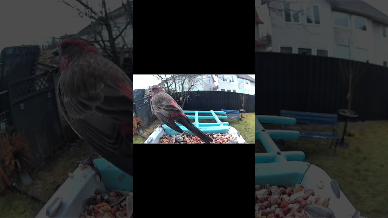 Rainy morning check-in at the BC Bird Perch