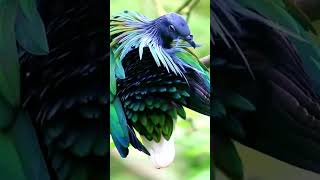 BEAUTY OF NATURE HD #birds #shorts