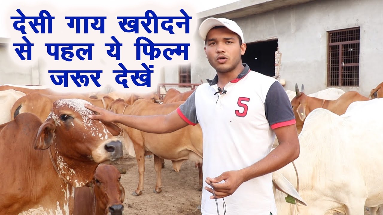 खरीदने से पहले असली देशी गाय की पहचान ऐसे करें, गिर, साहिवाल, थारपारकर, हरियाणा, राठी Desi Cow Breed