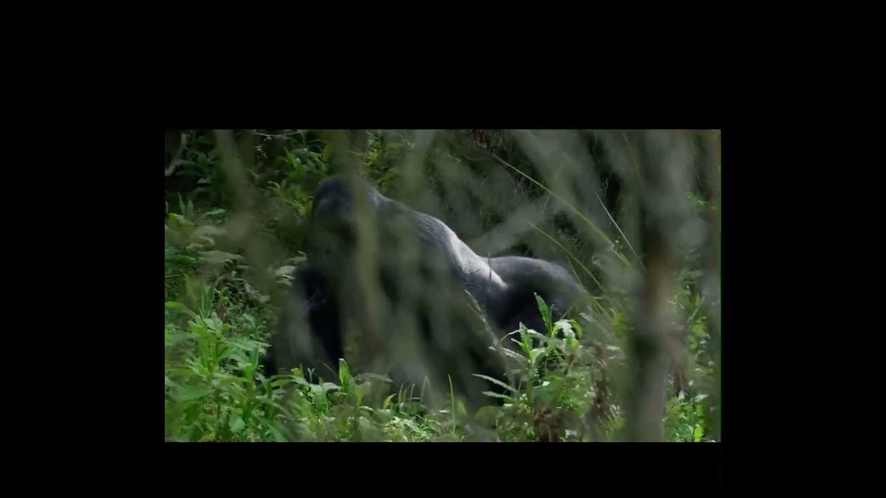 Amazing Nature, Explore Uganda 🇺🇬 The pearl of Africa