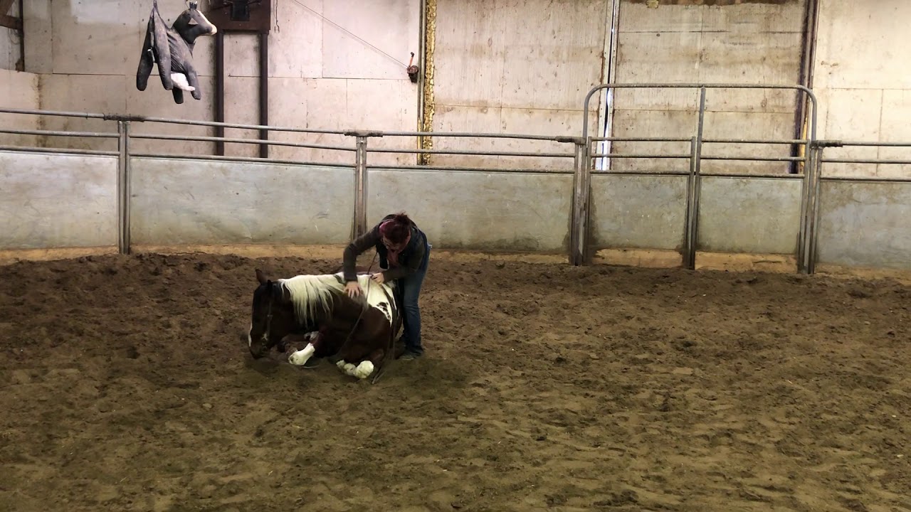 SD Horse Sales Online YouTube