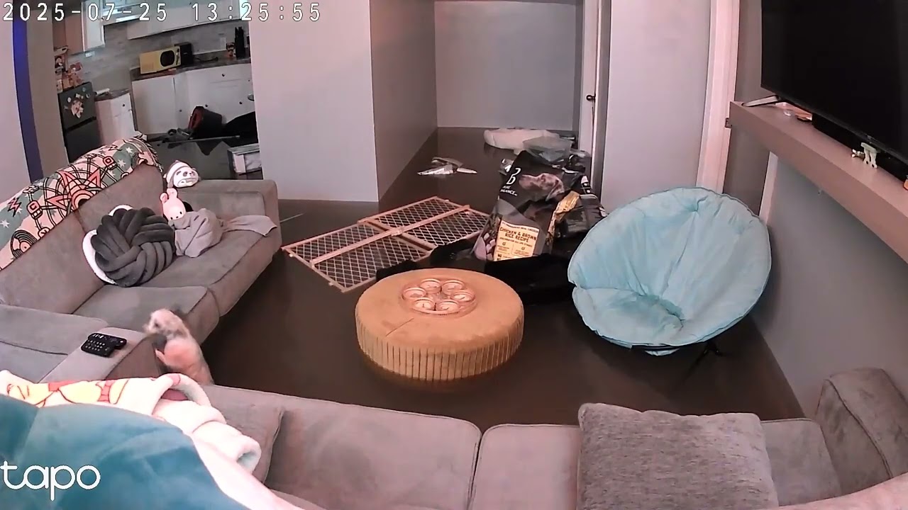 Security Camera Shows Dog Swim in Floodwater in Chicago Home