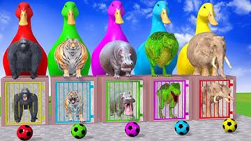 Long Slide Game With Cow Elephant Gorilla Hippopotamus Tiger - 3d Animal Game - Funny 3d Animals