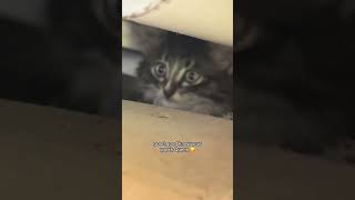 I FOUND AN ABANDONED KITTEN! ☹️