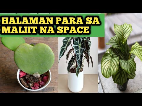 Video: Magagandang Mga Panloob Na Bulaklak (55 Mga Larawan): Brovallia At Mga Halaman Na May Pandekorasyon Na Mga Dahon Sa Mga Kaldero