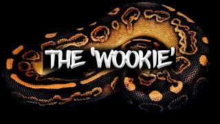 The 'Wookie' Ball Python!