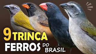 TRINCA-FERROS do BRASIL: Quantas espécies existem? CANTOS e COMPORTAMENTOS das aves!