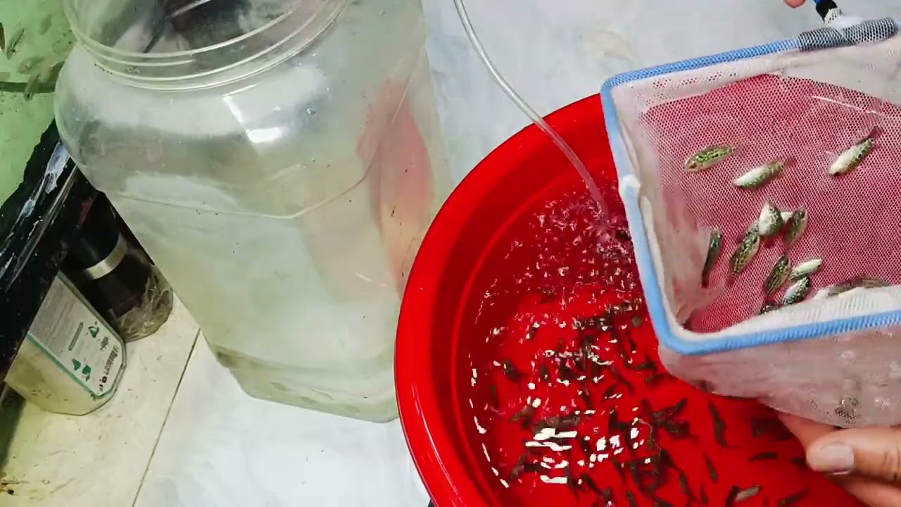 Tại sao phải tách from Cá La Hán???? Khi nào cần tách..