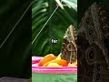 Did You Know? Butterflies Taste with Their Feet!