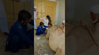 Camel Qurbani