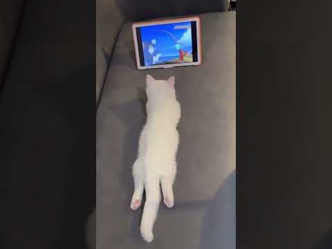 Muzip Kediler 3 Komik Kedi Videoları