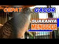 Perkutut lokal manggung gacor, suaranya menggoda perkutut jadi cepat bunyi.