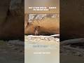 "Joey’s Stone Shelter Beneath the Ancient Rock" || #video #unickhouse