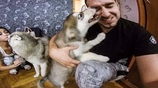 ОСТОРОЖНО! СУПЕР МИЛО! хаски, щенок и папа маламут встречают хозяев! тест на психику, не заплачь ОСТОРОЖНО! СУПЕР МИЛО! хаски, щенок и папа маламут встречают хозяев! тест на психику, не заплачь