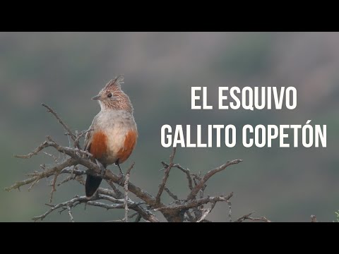 Gallito Copetón (Rhinocrypta lanceolata)- Aves de Argentina 🐔🐦📸