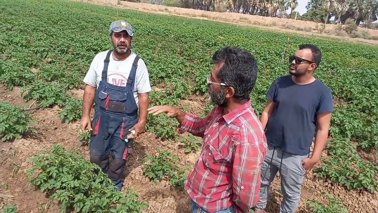 موريتانيا- روصو- جولة في مزارع البطاطة.