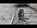 Poor dog was left alone on the train track spent 2 days ducking under the train before being helped