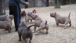 TOP 10 MALES BIGDOGS ROMANIA KENNEL I LOVE MY BOYS. AGE OF MALES STARTS FROM 8 MONTHS TO 5 YEARS OLD