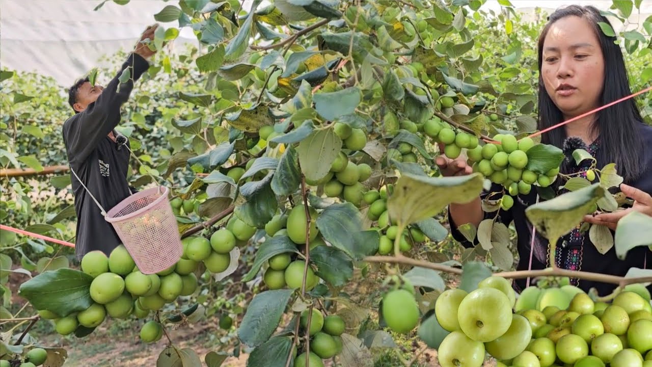 ปลูกพุทรา 2ไร่ สร้างรายได้หลายแสน!! ปลูกครั้งเดียวเก็บเกี่ยวระยะยาว #เคล็ดไม่ลับพุทราปลอดสาร