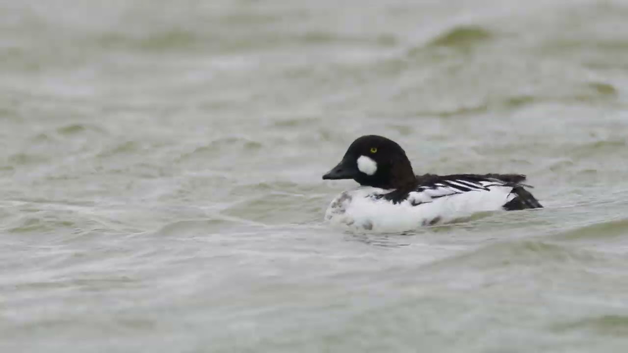 鵲鴨公鳥@鰲鼓濕地