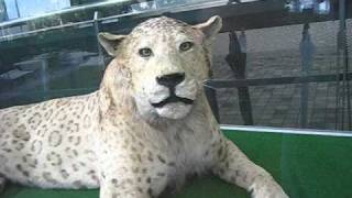 LEOPON　- the animal born between LION and LEOPARD -