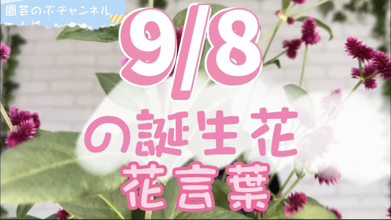 9 8の誕生花と花言葉 園芸のぶチャンネル ９月 ８日 ガーデニング 雑学 トリビア ポリゲンス Youtube