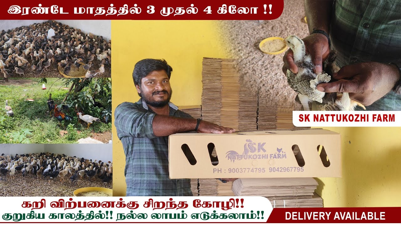 🐣🐓கறி வளர்ப்புக்கு சிறந்த கோழி ‼️Sk Nattukozhi | Aseel cross Peruvidai 📢