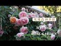 My Rose Garden Tour 21 Rose Varieties For Full Sun Part Sun And Part Shade Areas Zone 9B Ep15