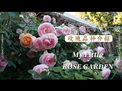 My Rose Garden Tour | 21 Rose Varieties for Full Sun, Part Sun and Part Shade Areas | zone 9B | Ep15
