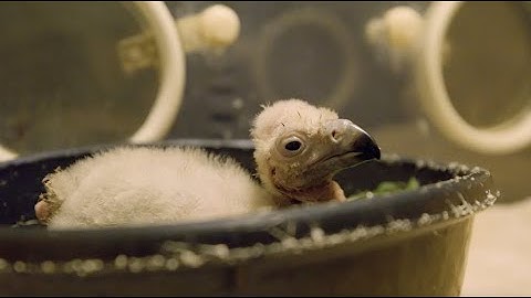 Lappet-Faced Vulture Chick Hatches