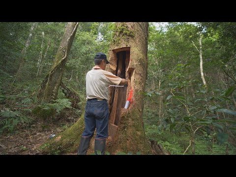 【山林保育】護山｜用生命守護山林的護管員們 (我們的島 第971集 2018-09-10)