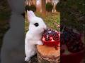 Animals Are Funnier Than Humans 😂 #viral #trending #funny #shortvideo
