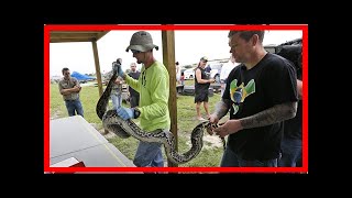 Famous Breaking News | Python hunter's celebrate 1,000th catch after a year in new program Net Worth