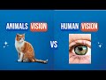 How Animals sees the World