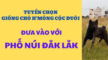 Tuyển Chọn Chó H