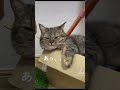 かわいいぽんずちゃん集#shorts