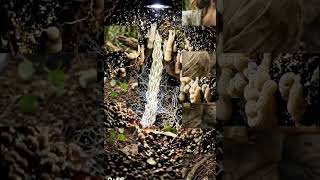 Leafcutter Ant's Massive Underground City 🐜 | Hidden Fungus Farms & Ant Highways Nature Documentary