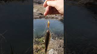 Самый лучший воблер для ловли голавля . Pontoon 21 чир фул 34 и 40 #fishing #perch #chubby #shorts