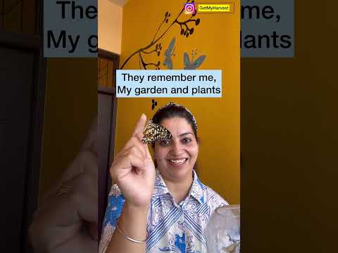 वीडियो: तितली उद्यान - अपने बगीचे में तितलियों को आकर्षित करना सीखें