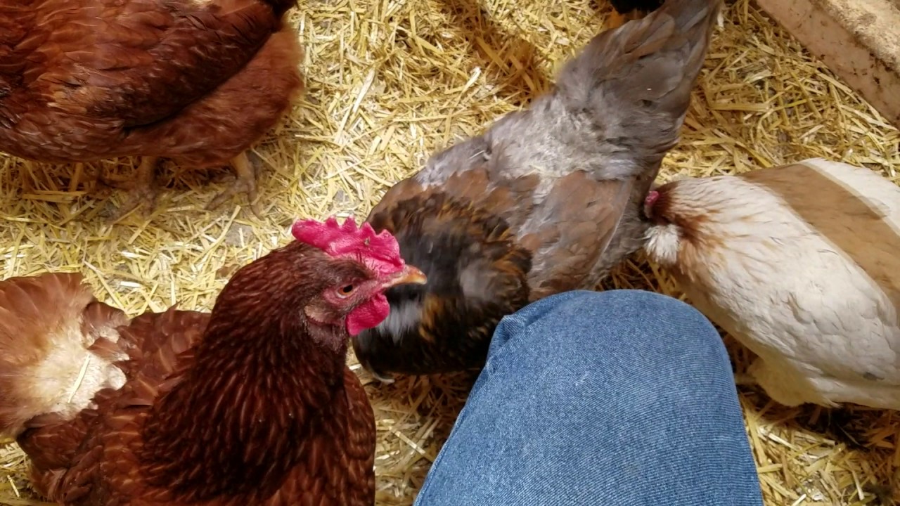 Chicken coop health. YouTube