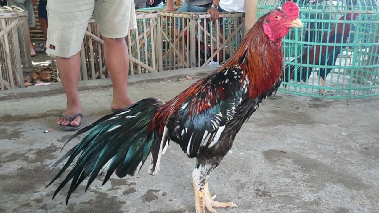 penuh kejutan kali ini di pasar pedan bagus bagus mashe #bangkok #bangkokthailand #mangon #vietnam