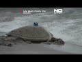 La tortuga verde rehabilitada Jurassic vuelve al Atlántico