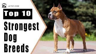 Top 10 Strongest Dog Breeds In The World by Just6F 515 views 6 years ago 8 minutes, 18 seconds