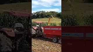 Trator Case Farmall 80 e Ensiladeira JF área Total