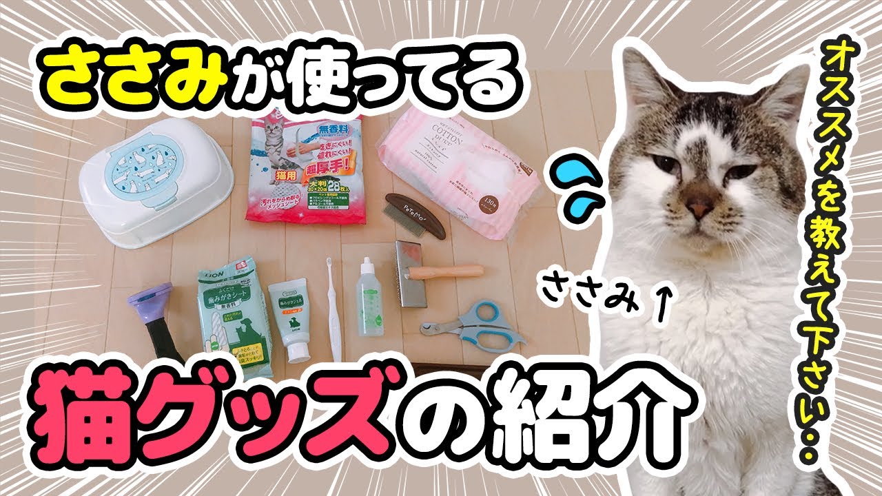 ささみが使ってる猫グッズの紹介～オススメあったら教えてください