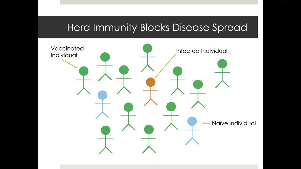 Vaccines: How they work and why they're important