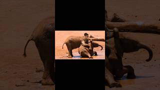elephant animals #4k #animals #elephant
