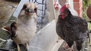 Chickens and kookaburras! - Casual Chaos and Cuteness #38 @BackyardBirdsofAustralia